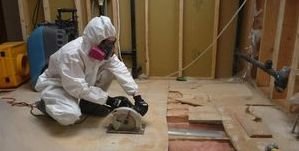 Water Damage Restoration Conducting Mold Removal On Flooring